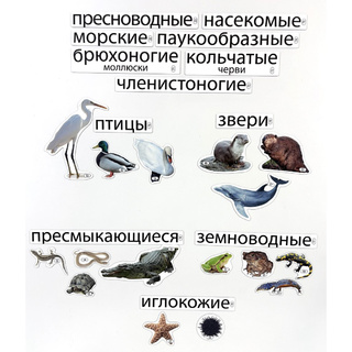 Набор магнитных карточек Какие группы животных обитают в водоёмах? (к плакату Водоём, тема 3)