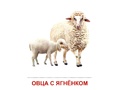 Демонстрационные картинки СУПЕР. Домашние животные (16 шт.) Демонстрационные картинки СУПЕР. Домашние животные (16 шт.)