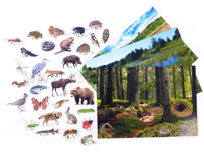 Магнитное развивающее пособие "Кто где живёт." Лес-река-луг Магнитное развивающее пособие "Кто где живёт." Лес-река-луг