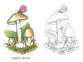 Раскраска Ядовитые грибы