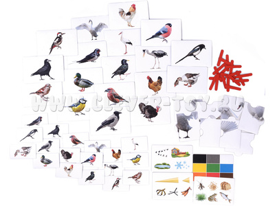 Набор магнитных карточек "Загадки-отрицания". Птицы. Набор магнитных карточек "Загадки-отрицания". Птицы.